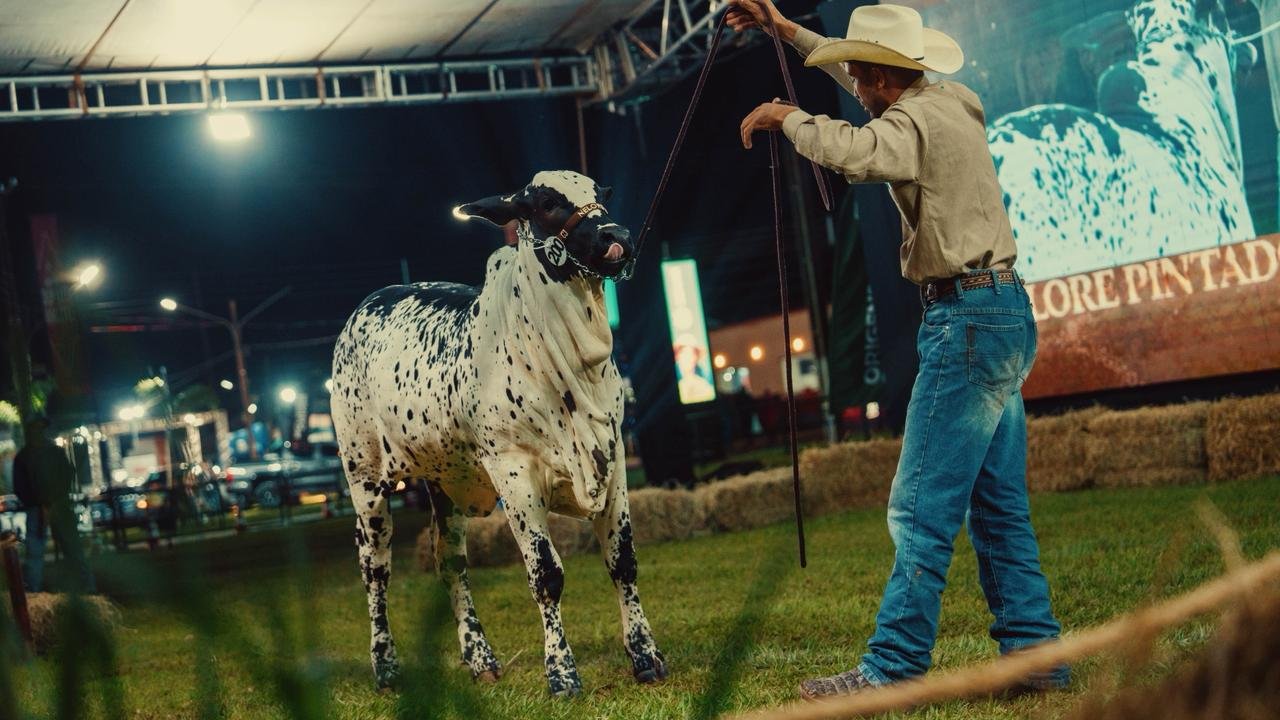 Leilão na Expoagro reúne criadores de todo o Brasil e fortalece nome de Dourados
